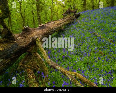 Bluebell Wood, Kinclaven, Schottland Stockfoto