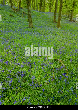 Bluebell Wood, Kinclaven, Schottland Stockfoto