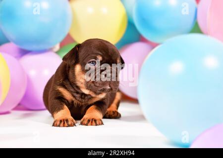 Brauner französischer Bulldog-Welpe zwischen bunten Ballons Stockfoto
