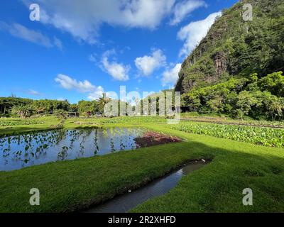 Taro Fields im Haena State Park auf Kauai Stockfoto