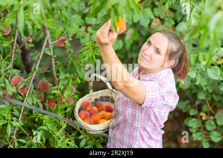 Bauernfrau pflückt reife Pfirsiche reife Pfirsiche vom Baum in einen Korb im Garten Stockfoto
