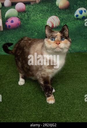 Süße weiße Katze mit blauen Augen auf grünem Gras Ostereier Frühlingsporträt im Stehen Stockfoto