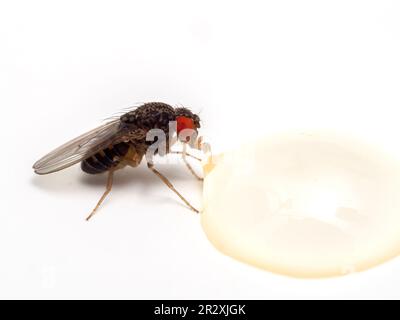 Seitenansicht einer Fruchtfliege (Drosophila hydei) mit hellroten Augen, die aus einem Tropfen Honig trinkt, isoliert auf weiß Stockfoto