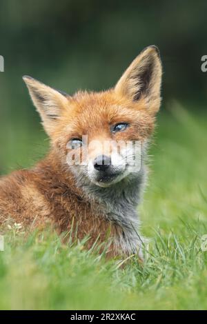 Weiblicher Fuchs blickt nach links mit ihren großen grünen Augen Stockfoto