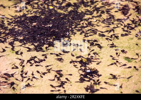 Schule von Kaulquappen in flachem, durchsichtigem Wasser. Viele schwarze Kaulquappen schwimmen im Wasser. Stockfoto