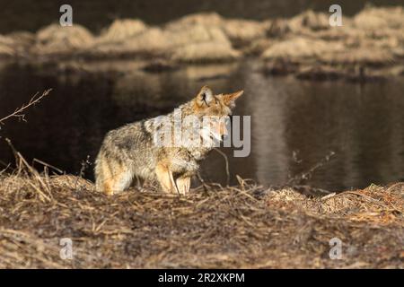 Kojotenjagd im Yosemite Valley. Kalifornien, Yosemite-Nationalpark Stockfoto