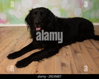 Süßer schwarzer Hund mit braunen Augen, der im Porträt liegt Stockfoto