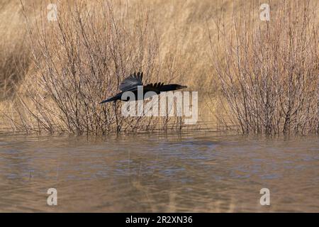 Doppel-Kammkormorant fliegt im Flug. Emigrant Lake, Ashland, Oregon Stockfoto