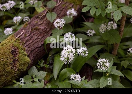 Allium ursinum bekannt als wilder Knoblauch, Ramsons, Cowleekes, Buckrams, breiter Knoblauch, Im Holz wachsen Knoblauch, Bärenlauchpflanzen. Wilde Kräuter Stockfoto