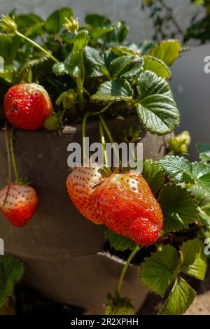Erdbeeren, die in einem Behältertopf auf einer Terrasse in den südkalifornischen USA wachsen Stockfoto