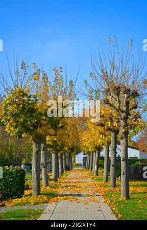 Bunte Ahornbäume, Baden-Württemberg, Friedhof Gueglingen Stockfoto