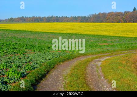 BW. Württemberg Herbstlandschaft, blühendes Senffeld, in der Nähe von Sternenfels, Feldweg, Herbstwald Stockfoto