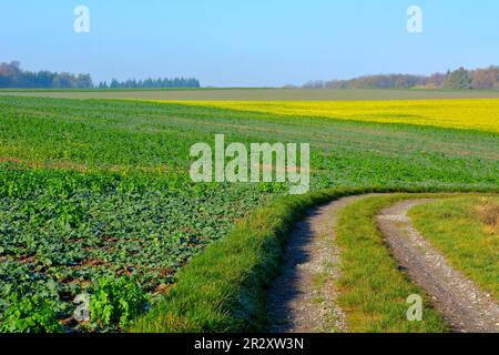 BW. Württemberg Herbstlandschaft, blühendes Senffeld, in der Nähe von Sternenfels, Feldweg, Herbstwald Stockfoto