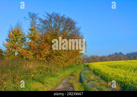 BW. Württemberg Herbstlandschaft, blühendes Senffeld, nahe Sternenfels, Landstraße Stockfoto