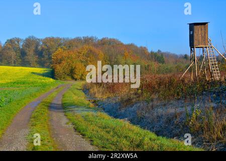 BW. Württemberg Herbstlandschaft, blühendes Senffeld, nahe Sternenfels, Jägerhochsitz, Feldweg, Herbstwald Stockfoto