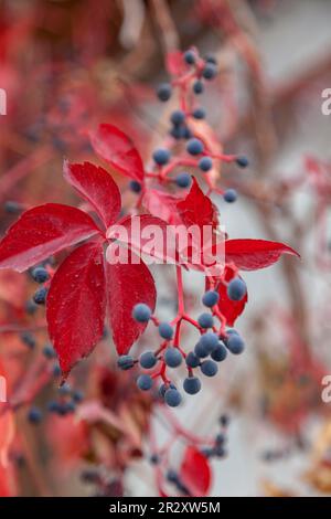 Wildrebe (Vitis vinifera subsp. Sylvestris) Stockfoto