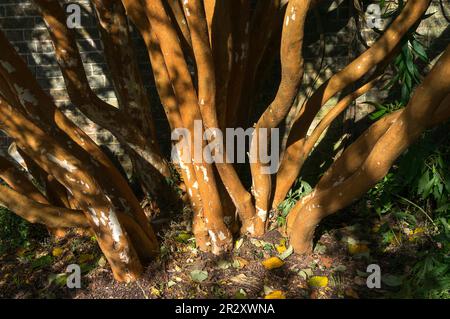 Sonniger chilenischer Myrtle (Luma apiculata)-Baum Stockfoto