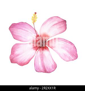 Rosa Hibiskusblüte isoliert auf weißem Hintergrund. Aquarell handgezeichnete botanische Illustration für Design Stockfoto