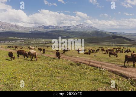 Viehherde weidet im Grasland des Javakheti Plateaus am Tskhratskaro Pass mit alten, ruhenden Vulkanen und Bergen im Hintergrund, Georgia. Stockfoto