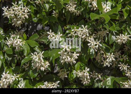 Eine Hecke voller Blumen in einem urbanen Garten mit vielen grünen Blättern Stockfoto