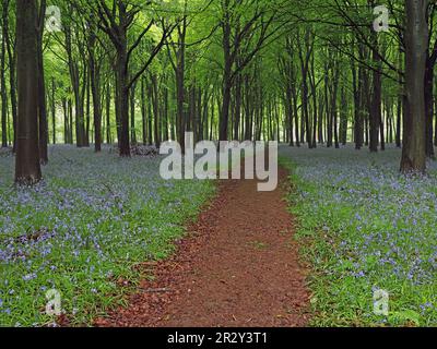 moody almospheric wet Buche (Fagus sylvatica) mit nassen Stämmen umgeben von Blauen Glocken (Hyacinthoides non-scripta) in Warwickshire, England, Vereinigtes Königreich Stockfoto