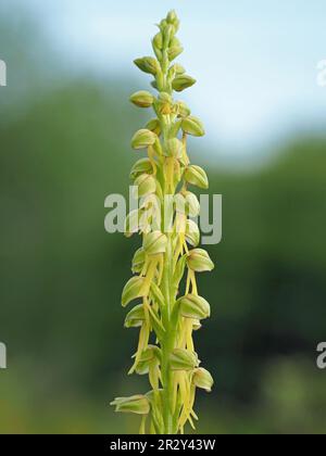 Winzige, vom Menschen geformte gelbgrüne Blumen auf der Blütenspitze der man Orchidee (Orchis anthropophora) im Naturschutzgebiet in Warwickshire, England, Großbritannien Stockfoto