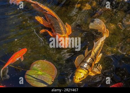 Zwei Koi in einem Gartenteich. Stockfoto