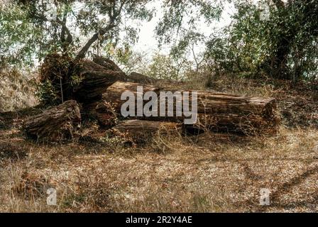 20 Millionen Jahre altes, längstes Fossilienholz im National Fossil Wood Park in Thiruvakkarai Tiruvakkarai bei Puducherry Pondicherry, Tamil Nadu, Süden Stockfoto