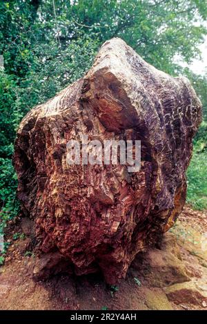 20 Millionen Jahre altes Stück Fossil Tree im National Fossil Wood Park in Thiruvakkarai Tiruvakkarai bei Puducherry Pondicherry, Tamil Nadu, Süden Stockfoto