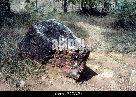 20 Millionen Jahre altes Stück Fossil Tree im National Fossil Wood Park in Thiruvakkarai Tiruvakkarai bei Puducherry Pondicherry, Tamil Nadu, Süden Stockfoto