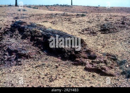 Einmal wurde der Fossil Tree aufgrund der Regenfälle im Nasengebiet im National Fossil Wood Park in Thiruvakkarai Tiruvakkarai in der Nähe beschädigt Stockfoto