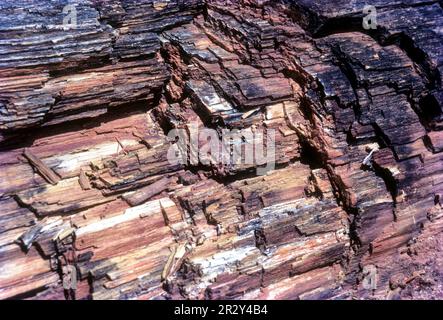 20 Millionen Jahre alter Fossil Tree im National Fossil Wood Park in Thiruvakkarai Tiruvakkarai bei Puducherry Pondicherry, Tamil Nadu, Südindien Stockfoto