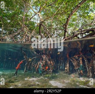 Rote Mangrovenbäume im Meer (Rhizophora Mangle) mit ihren Wurzeln unter Wasser, geteilter Blick über und unter der Wasseroberfläche, Mittelamerika, Panama Stockfoto