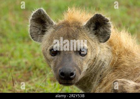 Gefleckte Hyänen, gefleckte Hyänen (Crocuta crocuta), Hyänen, Hyänen, Hunde, Raubtiere, Säugetiere, Tiere, gepunktete Hyena Erwachsene, Nahaufnahme des Kopfes, Masai Stockfoto