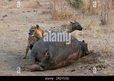 Fleckhyänen (Hippopotamus amphibius), Fleckhyänen (Crocuta crocuta), Hyänen, Hyänen, Hunde, Raubtiere, Säugetiere, Tiere, gespottete Hyena zwei Stockfoto