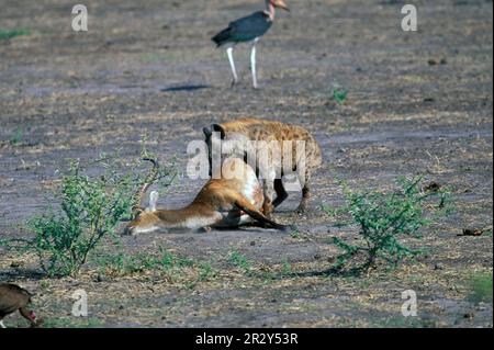 Gefleckte Hyänen, gefleckte Hyänen, gefleckte Hyänen (Crocuta crocuta), gefleckte Hyänen, Hyänen, Hyänen, Hyänen, Hunde, Raubtiere, Säugetiere, Tiere, Gesichtet Stockfoto