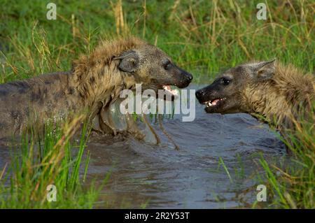 Fleckhyänen, Fleckhyänen (Crocuta crocuta), Hyänen, Hyänen, Hunde, Raubtiere, Säugetiere, Tiere, Fleckhyena, zwei Erwachsene, die im Wasser spielen Stockfoto