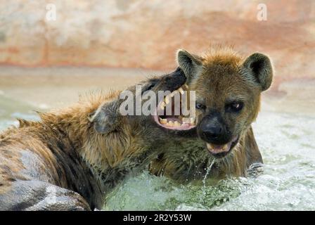 Fleckhyänen, Fleckhyänen (Crocuta crocuta), Hyänen, Hyänen, Hunde, Raubtiere, Säugetiere, Tiere, gespottete Hyena, Immaturen, spielen im Wasser Stockfoto