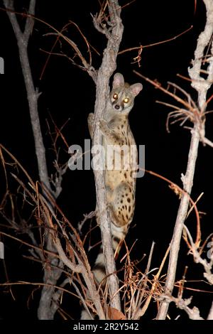 Großfleck-Genet (Genetta tigrina), Erwachsener, Kletterbaum bei Nacht, Süd-Luangwa N. P. Sambia Stockfoto