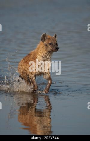 Fleckhyänen, Fleckhyänen (Crocuta crocuta), Hyänen, Hyänen, Hunde, Raubtiere, Säugetiere, Tiere, gefleckte Hyena, ausgewachsene Tiere, die durch Wasser laufen Stockfoto