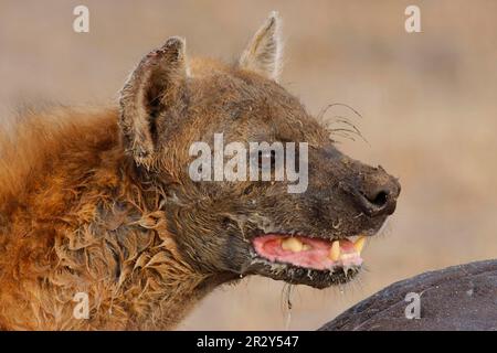 Gefleckte Hyänen, gefleckte Hyänen (Crocuta crocuta), Hyänen, Hyänen, Hunde, Raubtiere, Säugetiere, Tiere, gefleckte Hyena Erwachsene, Nahaufnahme des Kopfes Stockfoto