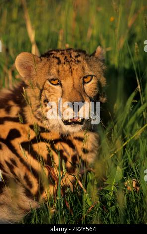 Geparden, Geparden, Großkatzen, Raubtiere, Säugetiere, Tiere, Gepard (Acinoyx jubatus) „König Gepard“, Erwachsener, Nahaufnahme des Kopfes, Südafrika Stockfoto