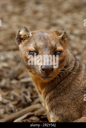 Fossa, Fossas (Cryptoprocta ferox), endemisch, Raubtiere, Säugetiere, Tiere, Fossa Erwachsene, Nahaufnahme des Kopfes Stockfoto