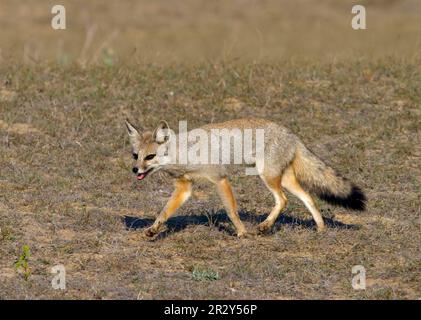 Bengalfuchs (Vulpes bengalensis), Bengalfuchs, Fuchs, Füchse, Hunde, Raubtiere, Säugetiere, Tiere, Bengalfuchs, ausgewachsener Mensch, läuft auf grasbewachsener Steppe, Nord Stockfoto