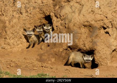 Flederohr-Fuchsjungen, am Eingang zum Termitenhügel, Masai Mara, Kenia, Flederohr-Fuchsjungen, am Eingang zum Termitenhügel, Masai Mara, Kenia Stockfoto