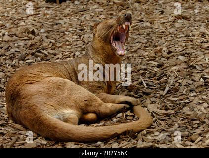 Fossa, Fossas (Cryptoprocta ferox), endemisch, Raubtiere, Säugetiere, Tiere, Fossa Erwachsene ruht, gähnt Stockfoto