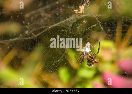 Die tropische Zeltwebspinne, auch bekannt als Cyrtophora citricola, ist ein Raubtier, das sich von verschiedenen Insekten wie Fliegen, Motten und Käfern ernährt. Unverzichtbar Stockfoto