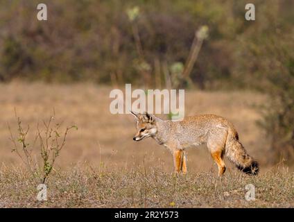 Bengalfuchs (Vulpes bengalensis), Bengalfuchs, Fuchs, Füchse, Hunde, Raubtiere, Säugetiere, Tiere, Bengalfuchs, Erwachsene, Jagd, Auf Beute hören Stockfoto