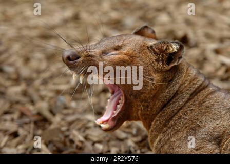 Fossa, Fossas (Cryptoprocta ferox), endemisch, Raubtiere, Säugetiere, Tiere, Fossa, Erwachsene Gähnen, Nahaufnahme des Kopfes Stockfoto