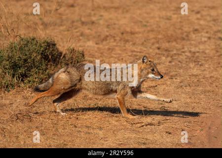 Golden Jackal (Canis aureus), Erwachsener, Laufen, in der Nähe von Ranthambhor, Rajasthan, Indien Stockfoto